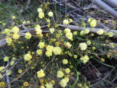 Acacia aculeatissima