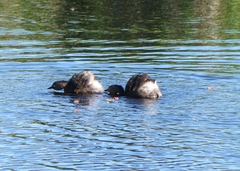 Poliocephalus rufopectus