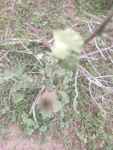 Abutilon indicum iNat (1)