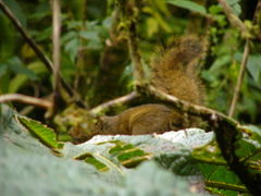 Bangs's Mountain Squirrel photo 3