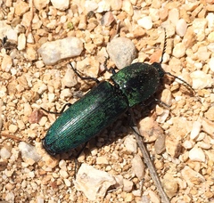 Chalcolepidius smaragdinus