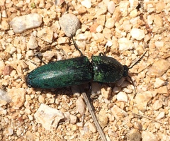 Chalcolepidius smaragdinus