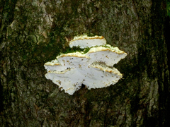 Rigidoporus