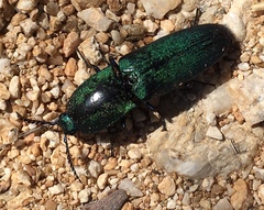 Chalcolepidius smaragdinus
