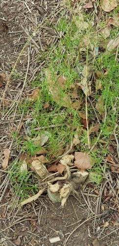 Asparagus densiflorus