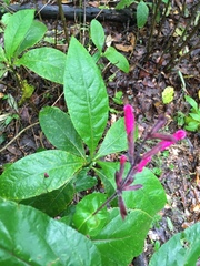 Salvia involucrata