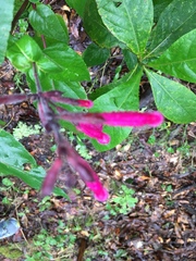Salvia involucrata
