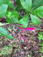 Salvia involucrata