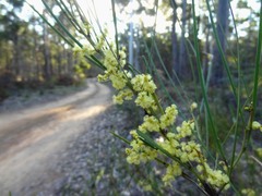 Acacia mucronata longifolia