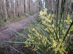 Acacia mucronata longifolia