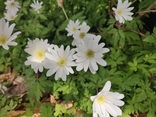 Anemone apennina, photograph 1
