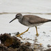 Grey-tailed Tattler - Photo (c) Kim, Hyun-tae, some rights reserved (CC BY)