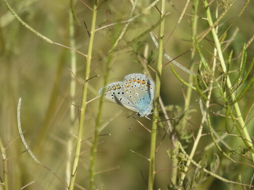 Common Blue