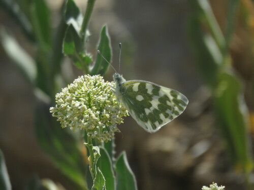 Eastern Bath White