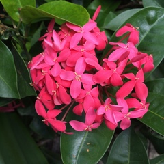 Ixora coccinea