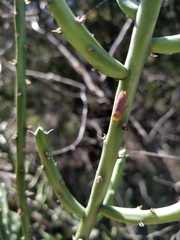 Oncometopia hamiltoni