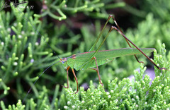 Phaneroptera nigroantennata