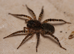 Paratrochosina amica