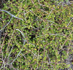 Coprosma neglecta