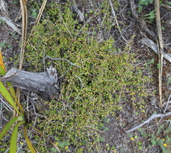 Coprosma neglecta