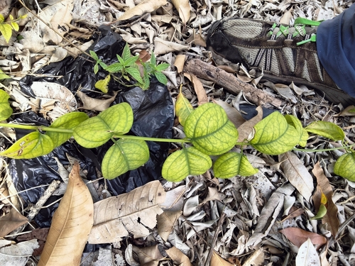 Jasminum dichotomum, photograph 5
