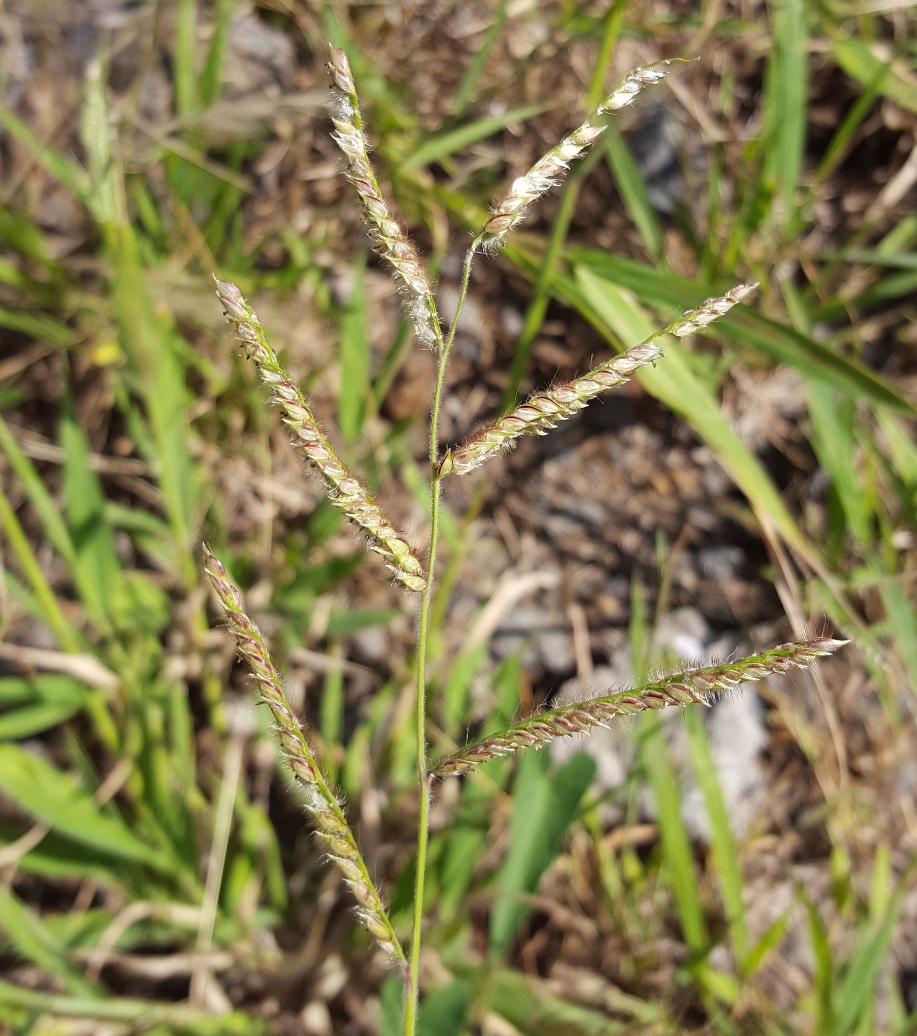 (c) François Rousseu, certains droits réservés (CC BY-NC) https://www.inaturalist.org/observations/158044938
