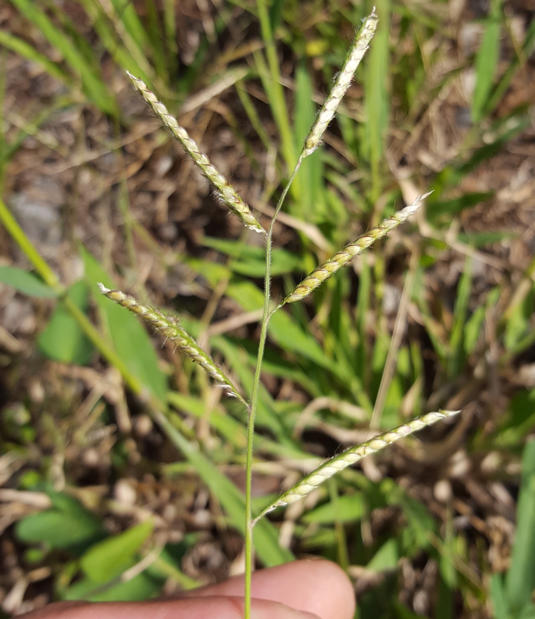 (c) François Rousseu, certains droits réservés (CC BY-NC) https://www.inaturalist.org/observations/158044938