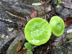 Peperomia monticola