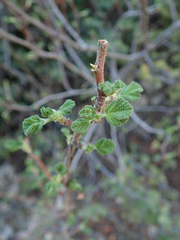 Ribes indecorum