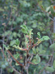 Ribes indecorum