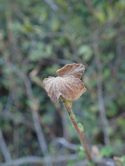 Ribes indecorum