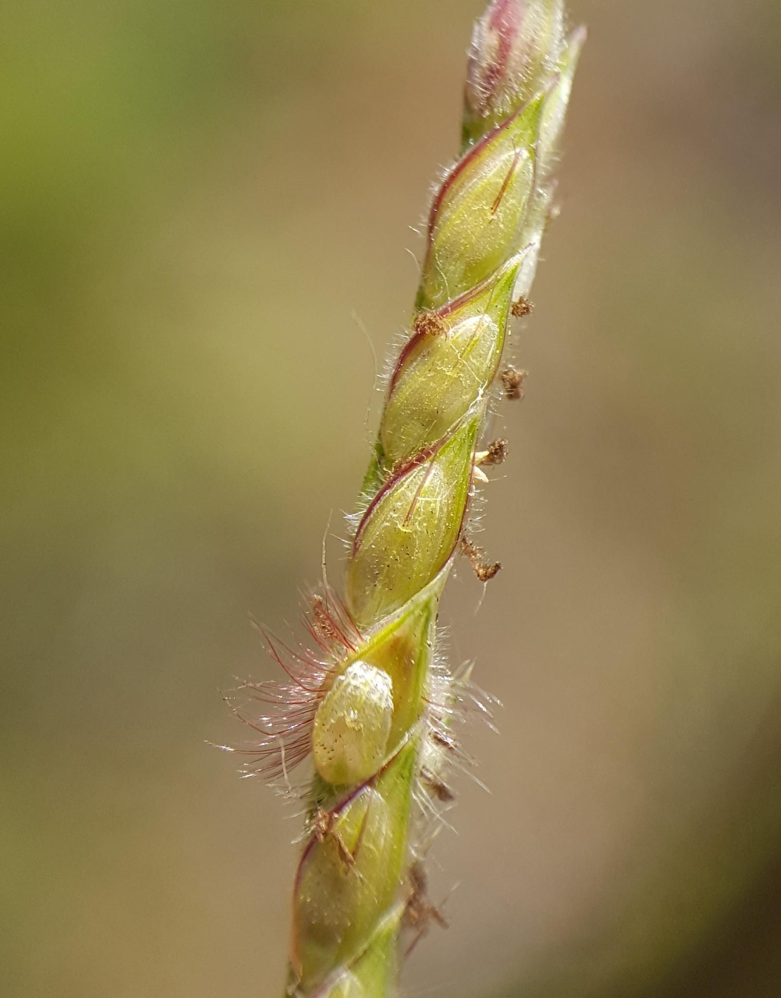 (c) François Rousseu, certains droits réservés (CC BY-NC) https://www.inaturalist.org/observations/158044938