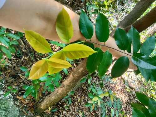 Pepperleaf Sweetwood (Licaria triandra)