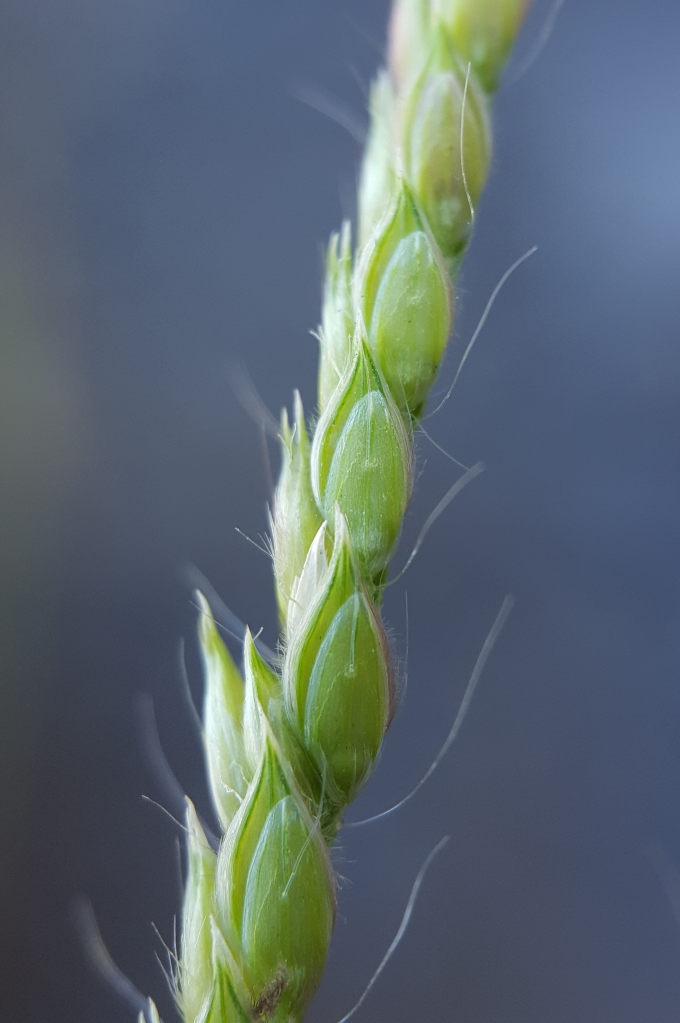 (c) François Rousseu, certains droits réservés (CC BY-NC) https://www.inaturalist.org/observations/158044938