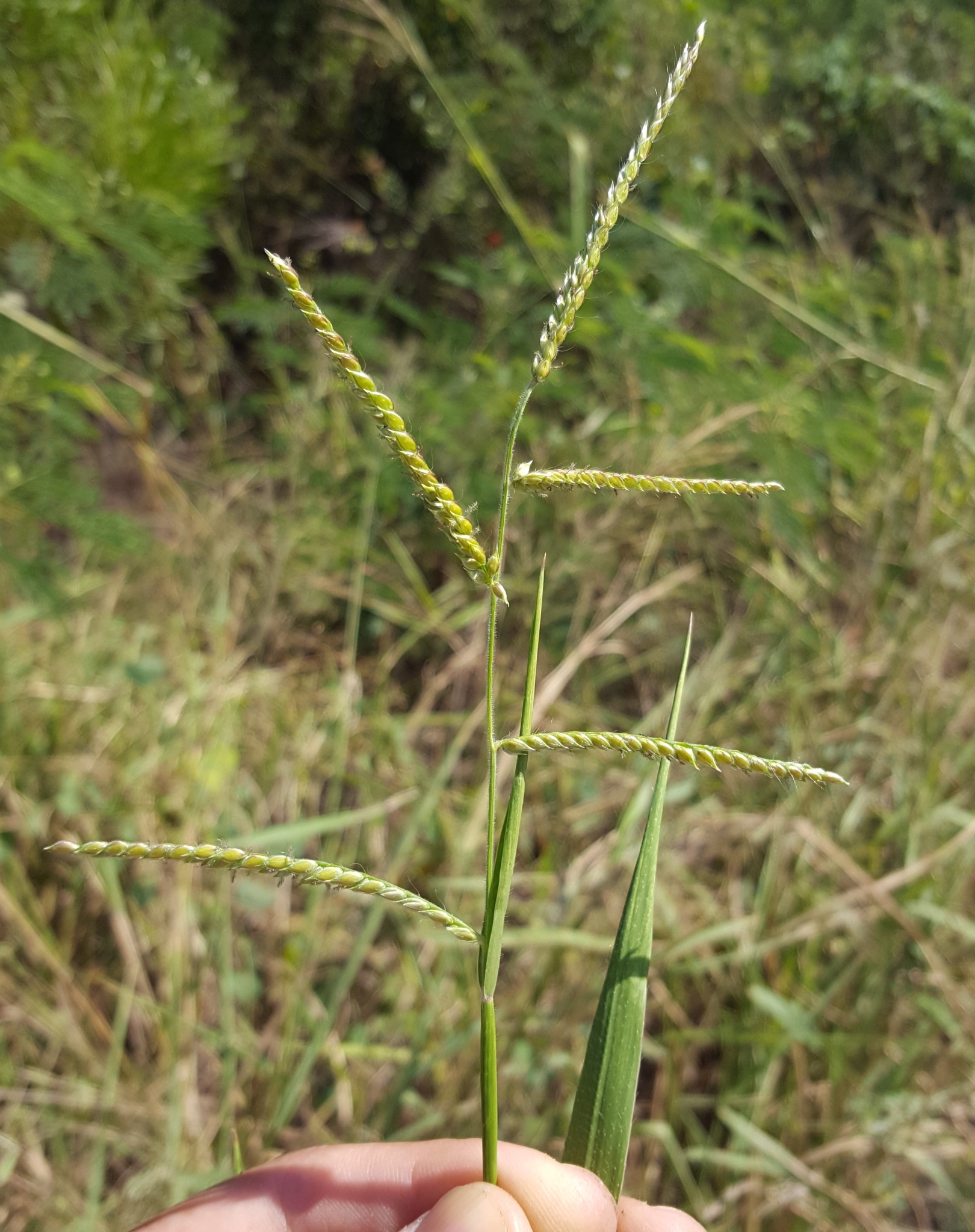 (c) François Rousseu, certains droits réservés (CC BY-NC) https://www.inaturalist.org/observations/158044938