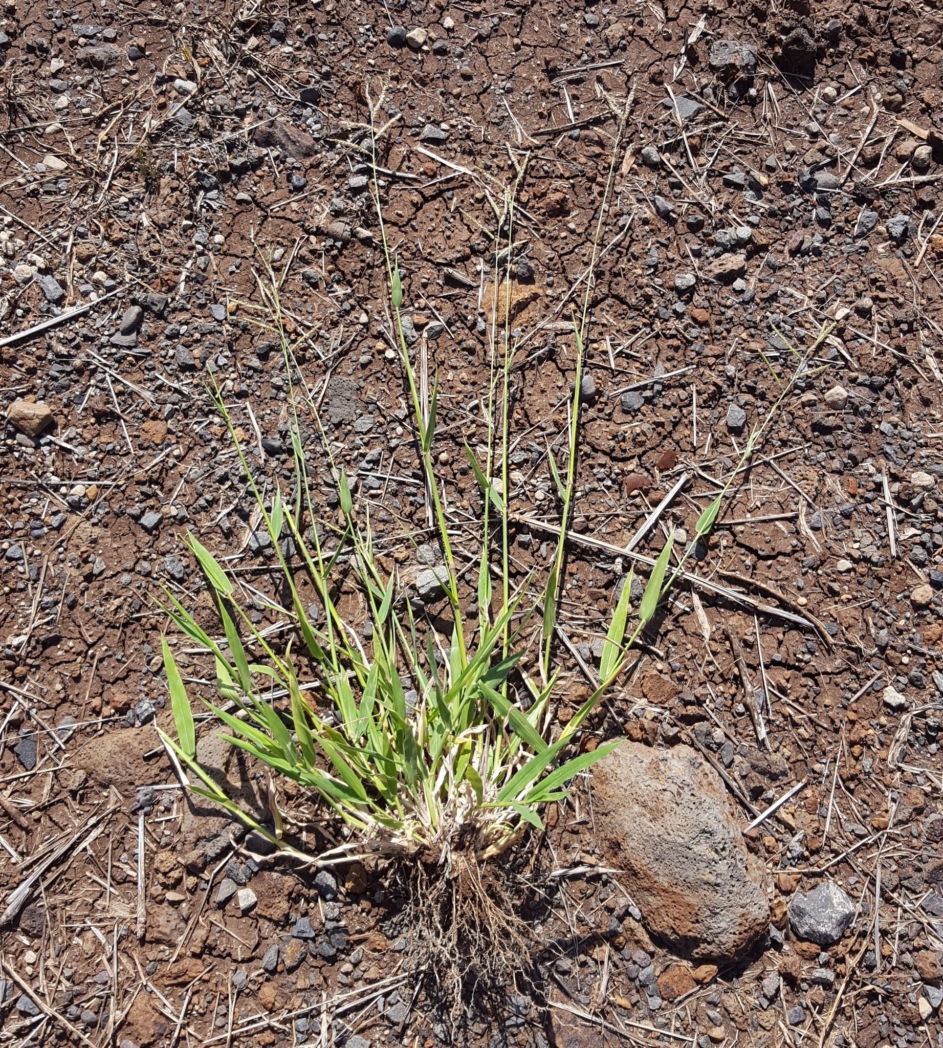 (c) François Rousseu, certains droits réservés (CC BY-NC) https://www.inaturalist.org/observations/158044938