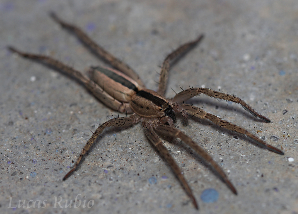 Arachosia magna