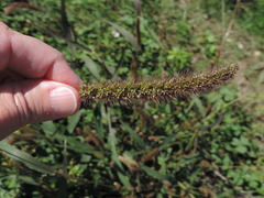 Setaria viridis major