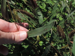 Setaria viridis major