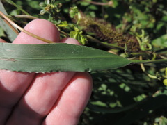 Setaria viridis major