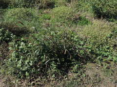 Setaria viridis major