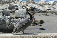 Pelecanus thagus