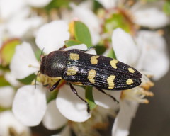 Castiarina