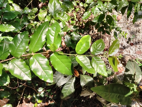 Image of Krugiodendron ferreum by (c) Ben Machado, some rights reserved (CC BY)