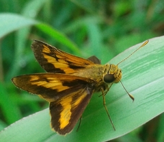 Oriens augustula