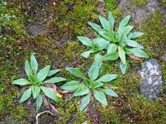 Plantago triandra