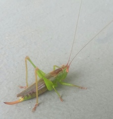 Orchelimum silvaticum