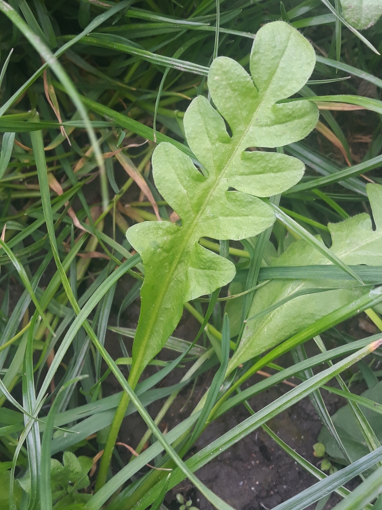 Shepherd'spurses from Brunel University Cowley (Stop BB), Uxbridge UB8