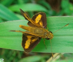 Oriens augustula