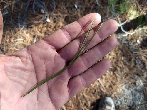 Monterey Pine seedling